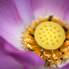 Visszapillantás a múltba-Az orvosi méz hagyományos és korszerű felhasználása a bőrgyógyászatban