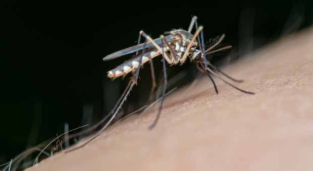 Da li može nastati reakcija na ubod komarca?