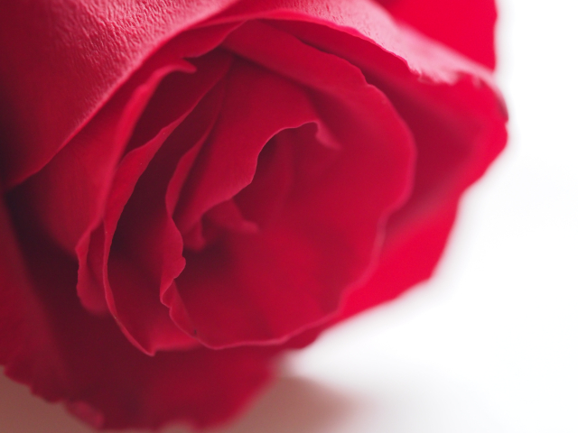 ROSACEA