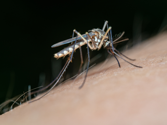 Da li može nastati reakcija na ubod komarca?