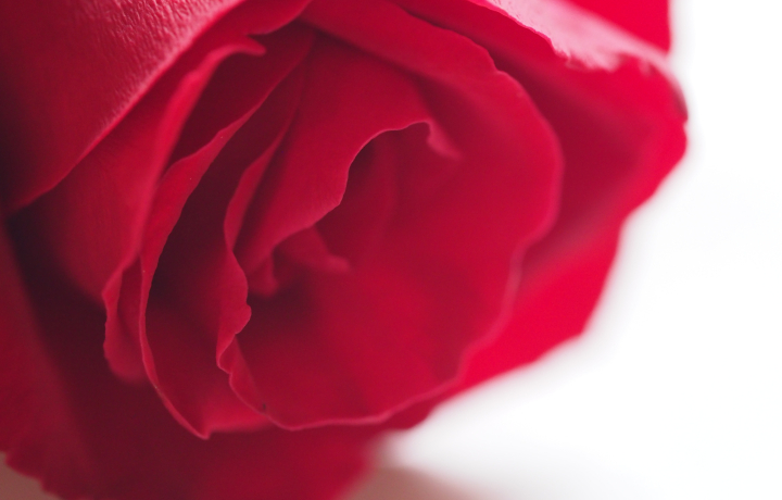 ROSACEA